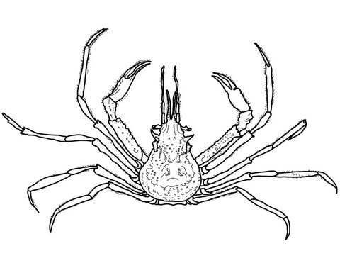 Graceful Decorator Crab Coloring Page